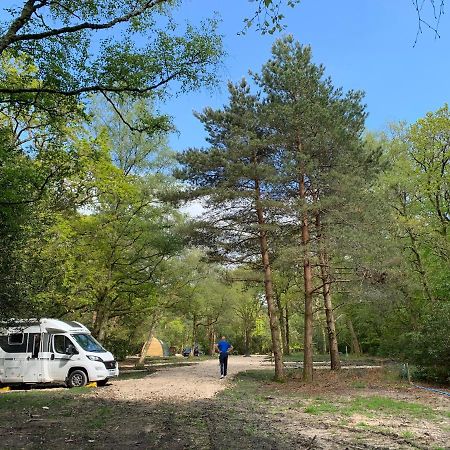 Nightjar Cabin At Cloudshill Glade Wareham Dış mekan fotoğraf